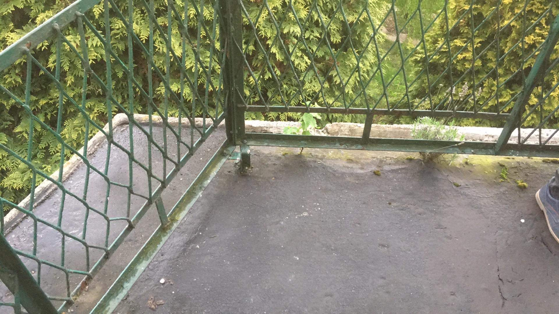 Zardzewiała, metalowa balustrada balkonu z widocznym mchem i roślinami wyrastającymi z betonu, na tle gęstych, zielonych tuj.