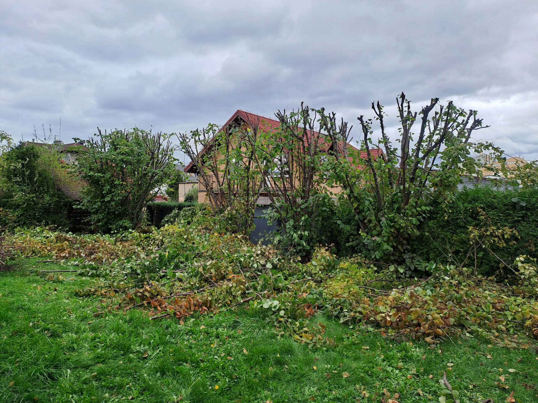 Przycięte drzewa i gałęzie na trawniku przed domem z czerwoną dachówką w pochmurny dzień.