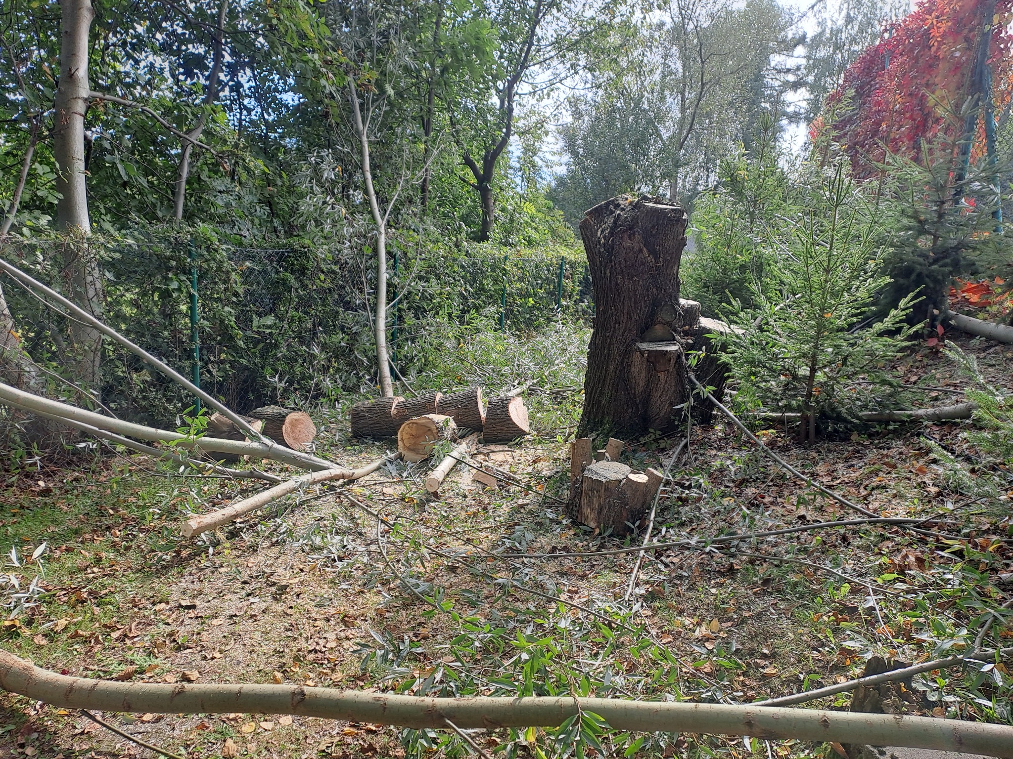 Świeżo ścięte drzewo z pniem, pocięte gałęzie i kłody leżące na ziemi w ogrodzie, widoczne młode drzewka w tle.