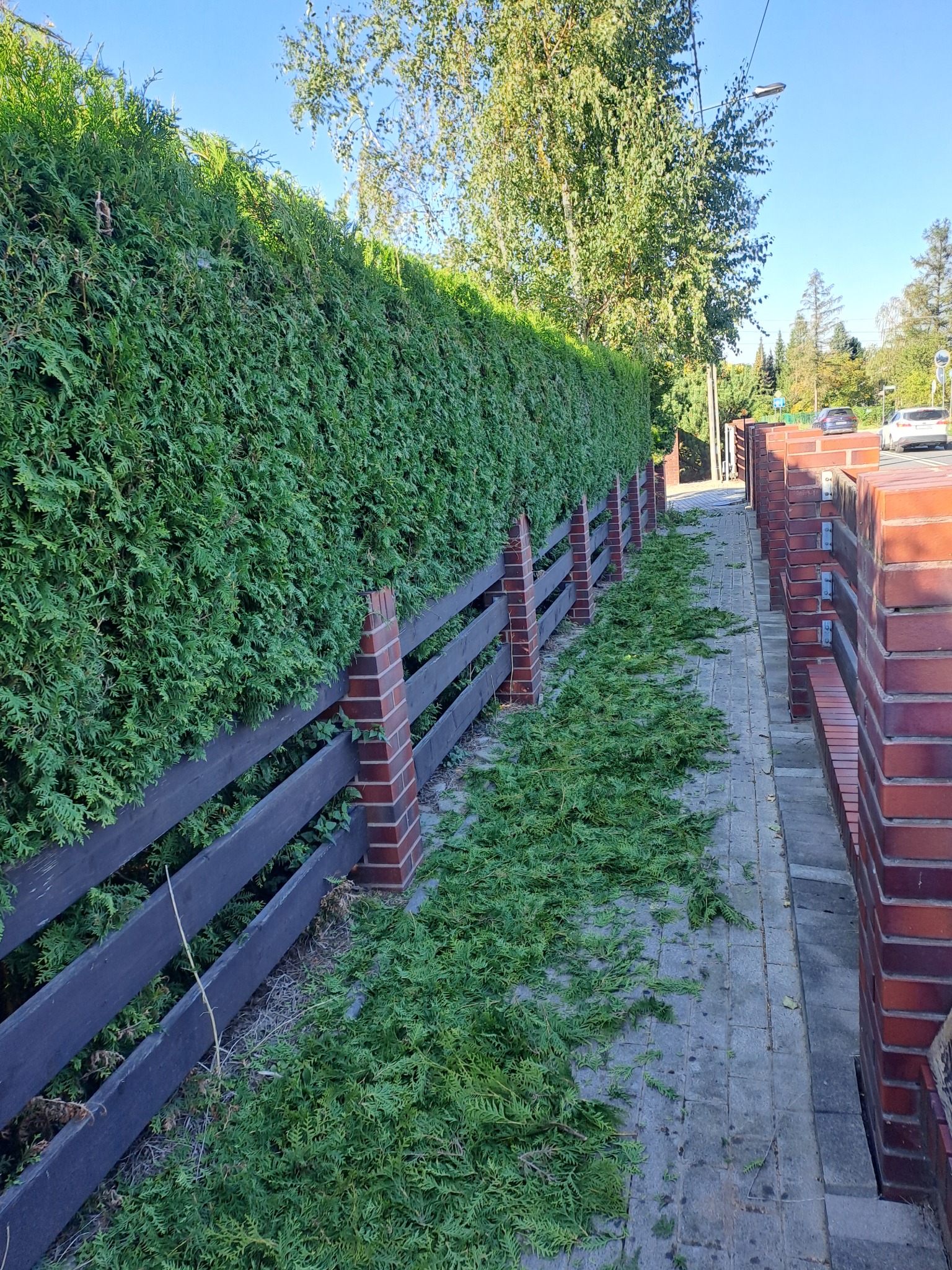 Świeżo przycięty żywopłot z ciemnozielonych iglaków, z widocznymi gałązkami leżącymi na chodniku obok drewnianego ogrodzenia z ceglanymi słupkami.