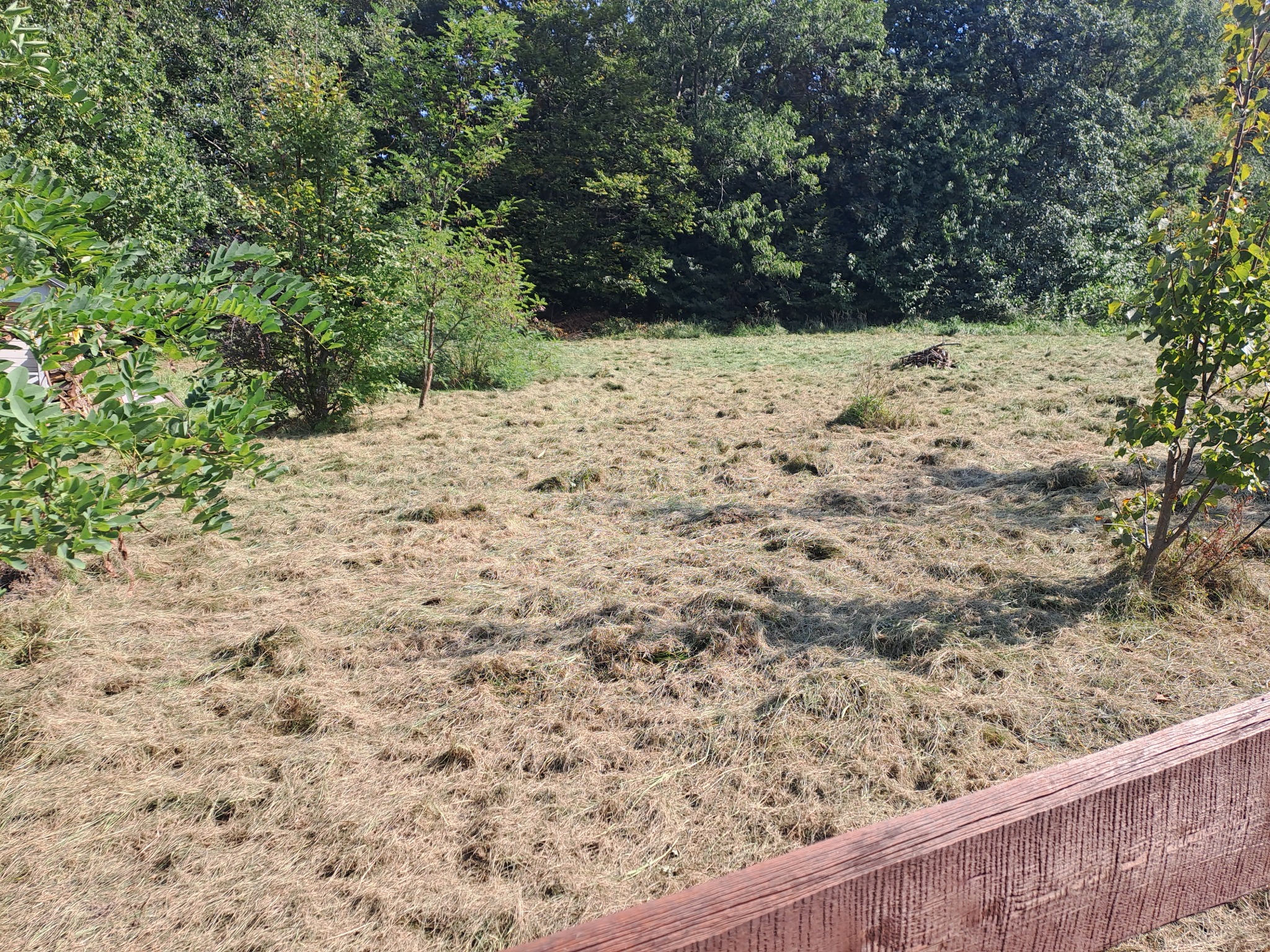 Świeżo skoszone pole trawy z widocznymi resztkami trawy, obok drzewa i fragment drewnianego płotu w dolnej części kadru.