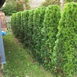 Równy szpaler wysokich, gęstych tuj tworzących naturalny żywopłot w ogrodzie, widok z perspektywy niskiego kąta, trawa lekko przerzedzona u podstawy roślin.