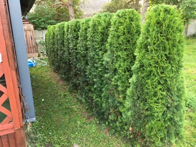 Równy szpaler wysokich, gęstych tuj tworzących naturalny żywopłot w ogrodzie, widok z perspektywy niskiego kąta, trawa lekko przerzedzona u podstawy roślin.