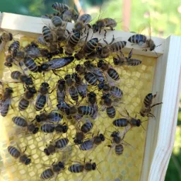 Jestem hodowcą matek pszczelich