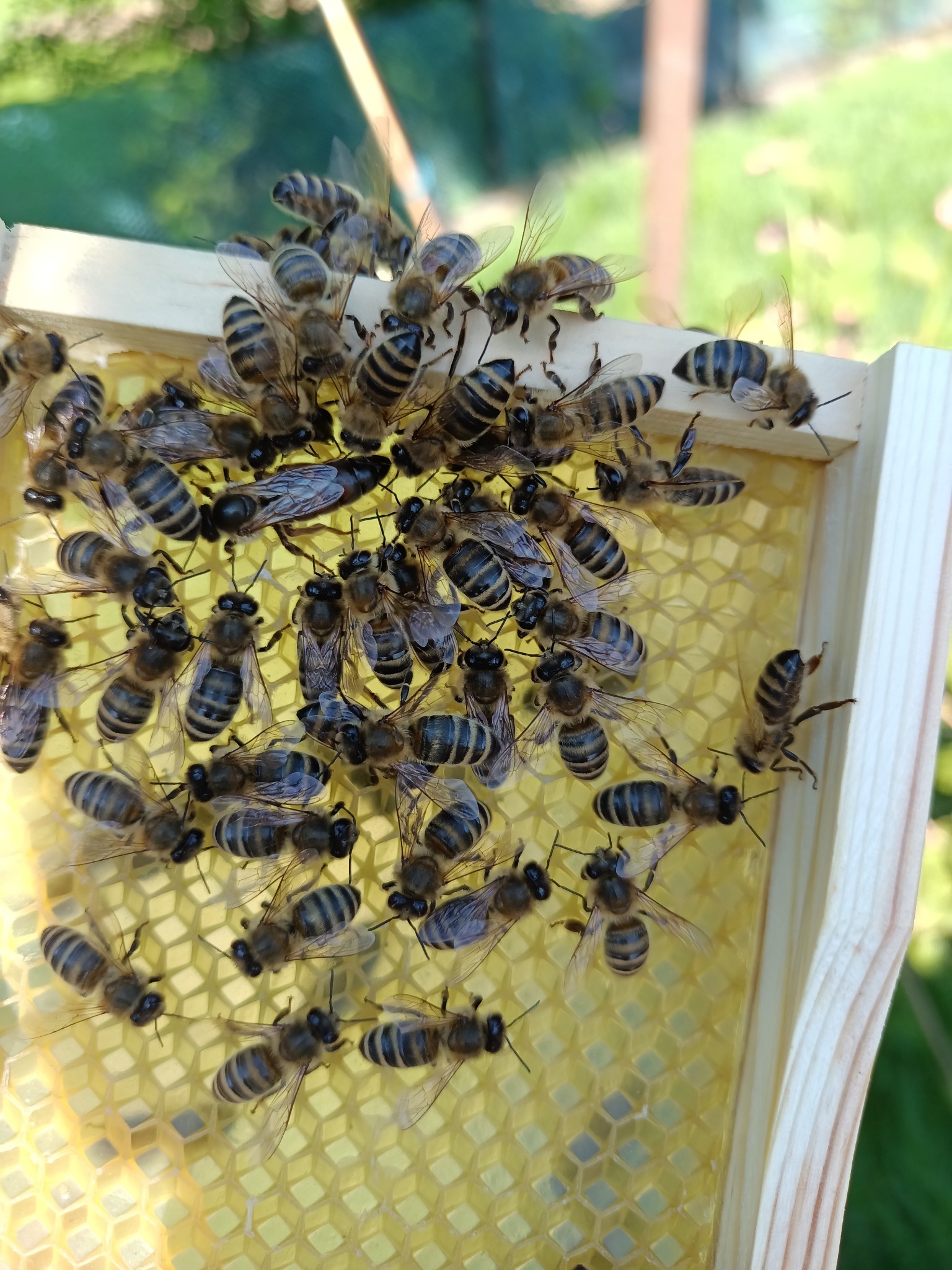 Jestem hodowcą matek pszczelich
