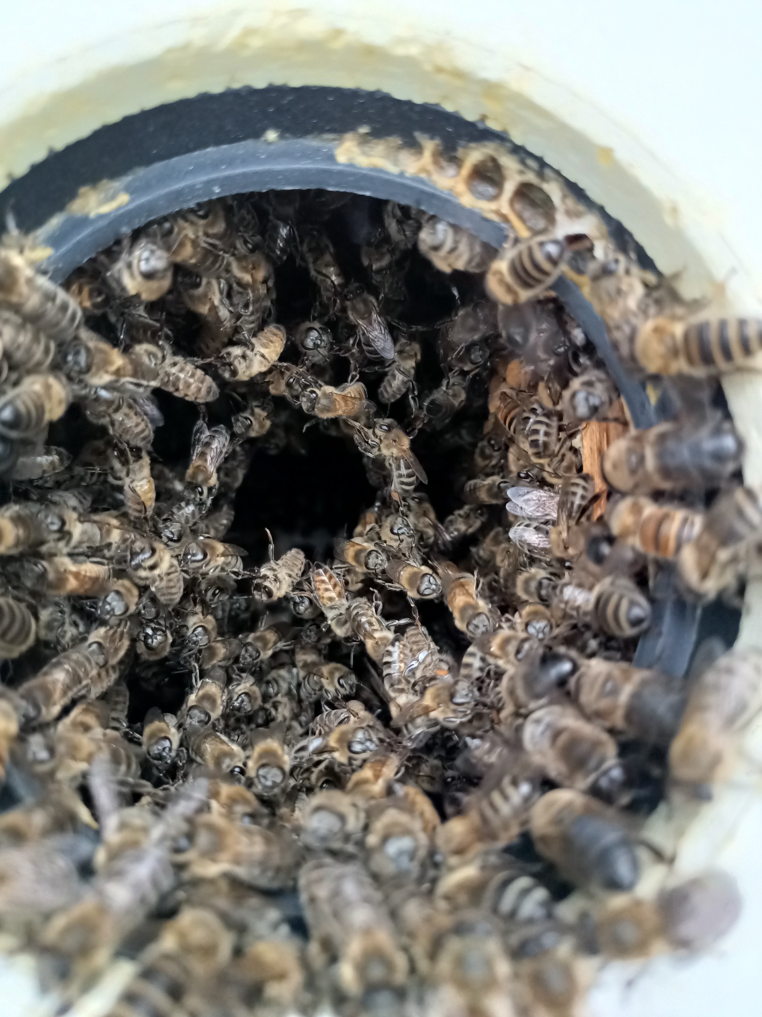 Pszczoły to moja pasja