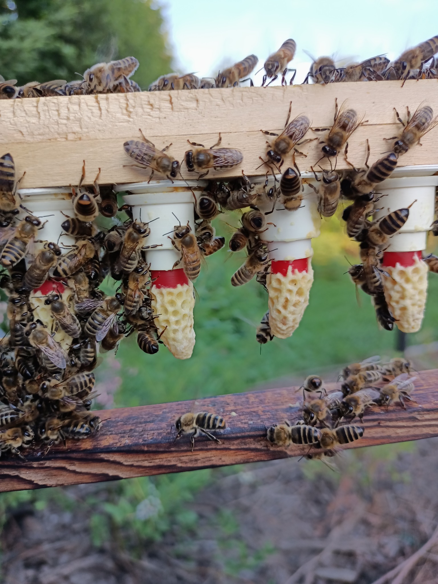 Prowadzę warsztaty pszczelarskie