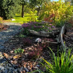 Jesienny ogród z wrzosami, rozchodnikiem okazałym, korą, kamieniami i dekoracją w kształcie biedronki; w tle trawnik i drzewa.