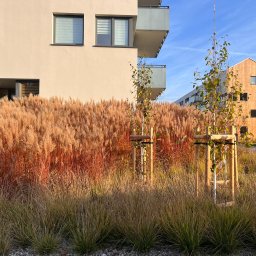 SADZIMYTO - Grzegorz Malinowski - Nowoczesny ogród miejski: ozdobne trawy w odcieniach beżu i pomarańczy, młode drzewka z podporami, budynki w tle, słoneczny dzień.