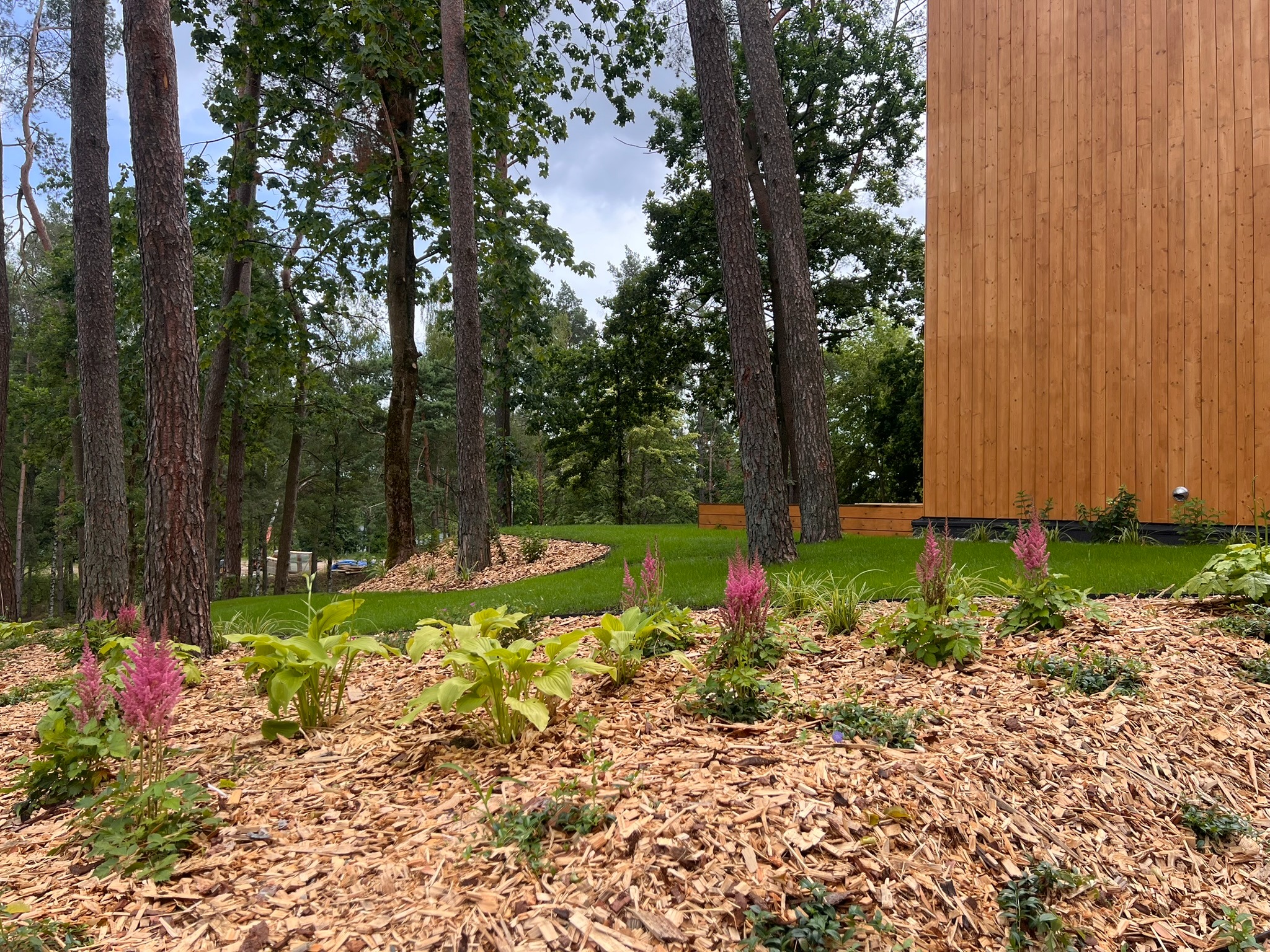Ułożona rabata z korą, różowe kwiaty astilbe i zielone hosty na tle trawnika i drewnianego budynku w otoczeniu drzew. Ujęcie z bliska, w słoneczny dzień.