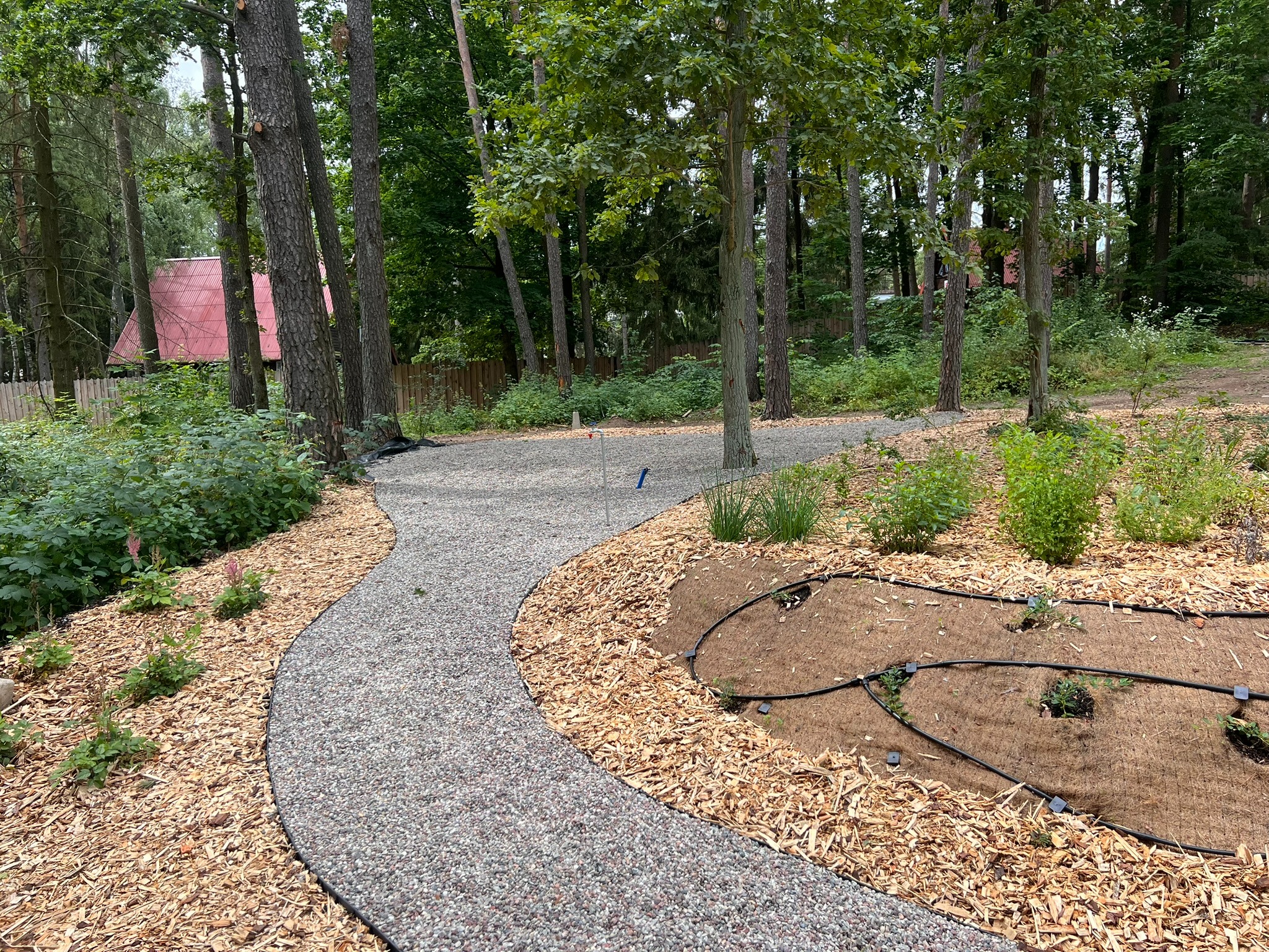 Kręta ścieżka z drobnego żwiru w ogrodzie, obok rabata z korą i systemem nawadniania. W tle drzewa i budynek z czerwonym dachem.