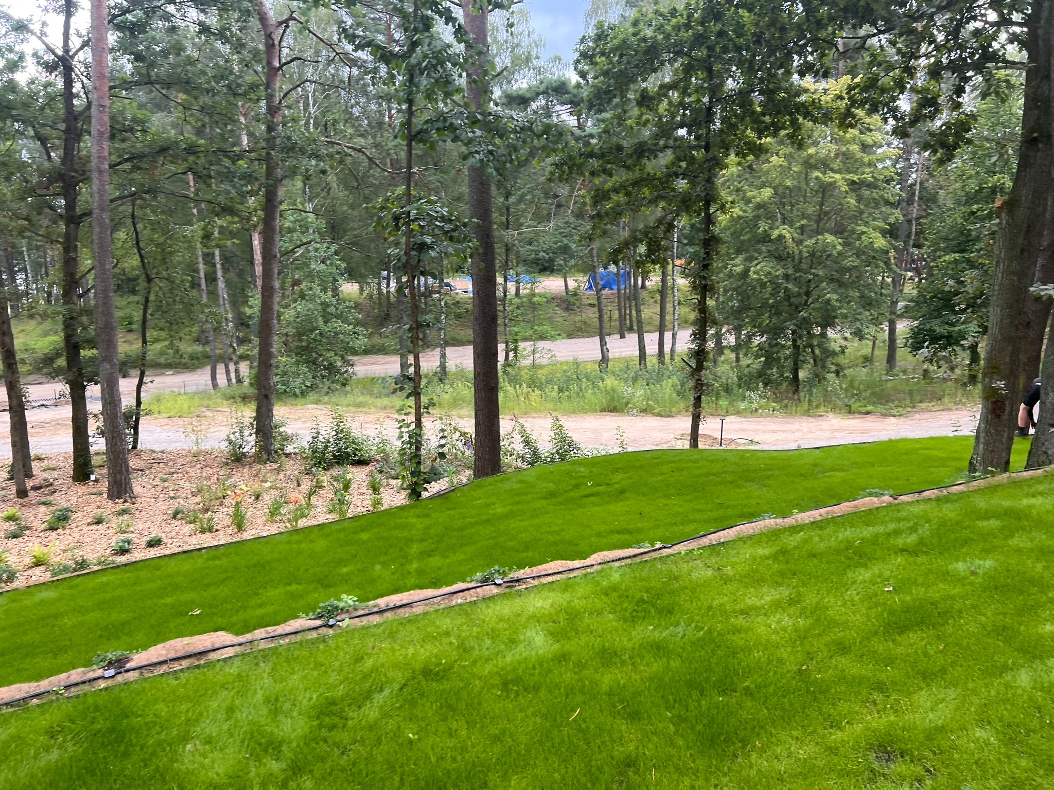 Świeżo założony trawnik z rolki, widok z góry. W tle drzewa i podsypka z kory. System nawadniania wzdłuż krawędzi trawnika. Intensywna zieleń trawy.