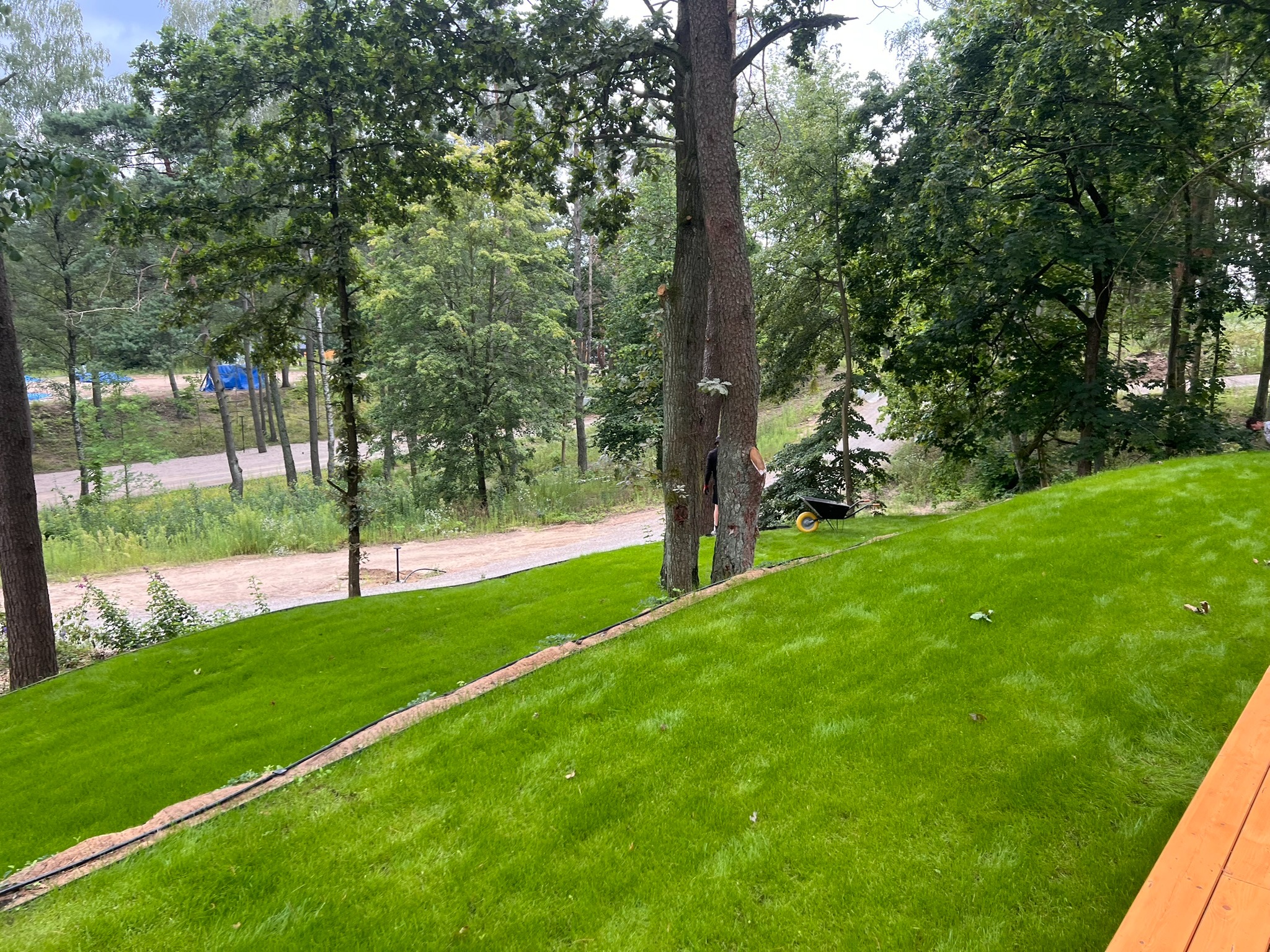 Świeżo założony trawnik na zboczu, z widocznymi drzewami w tle i śladami po wycince na pniu. W oddali widoczny namiot i droga.