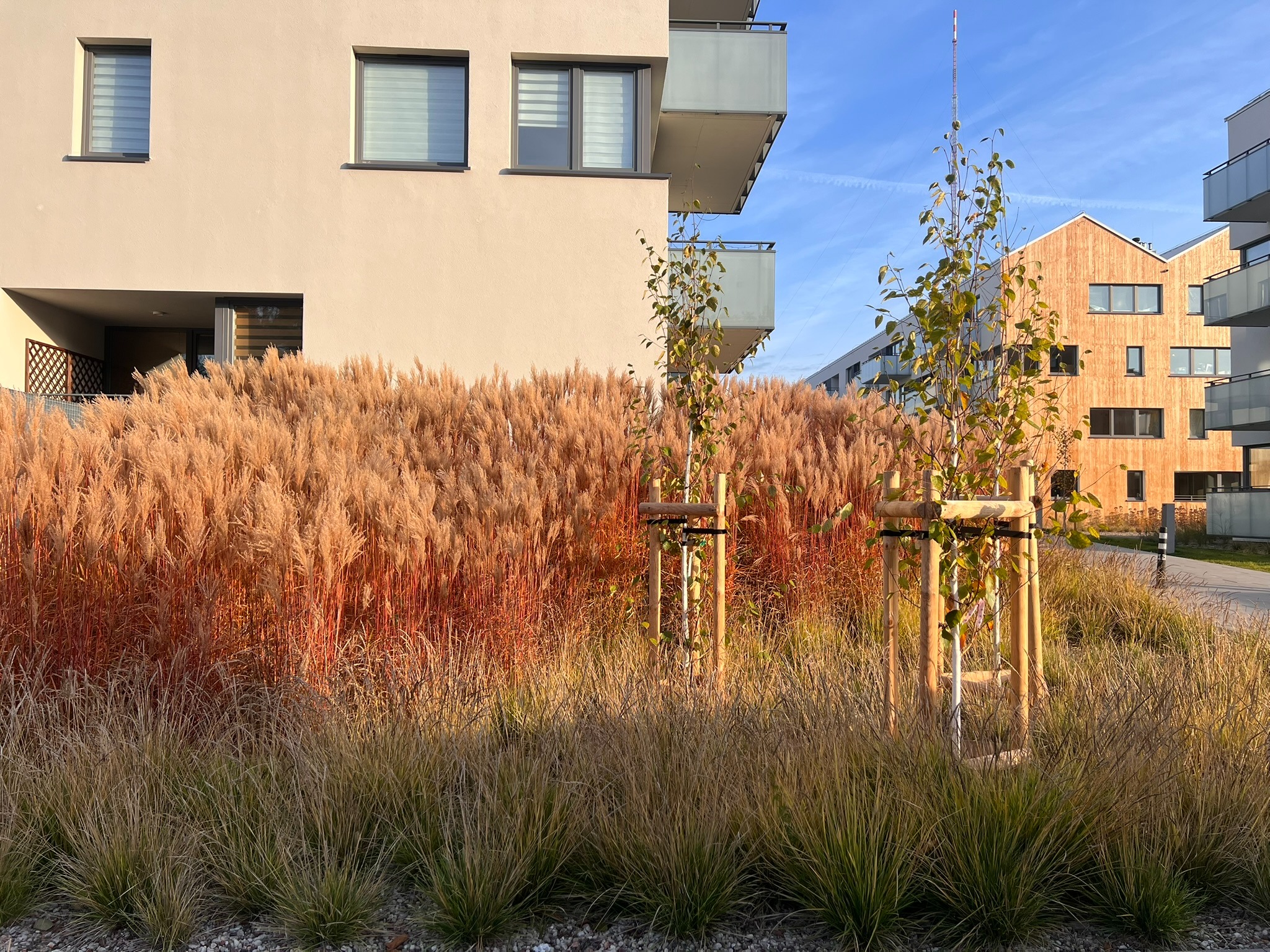Nowoczesny ogród miejski: ozdobne trawy w odcieniach beżu i pomarańczy, młode drzewka z podporami, budynki w tle, słoneczny dzień.