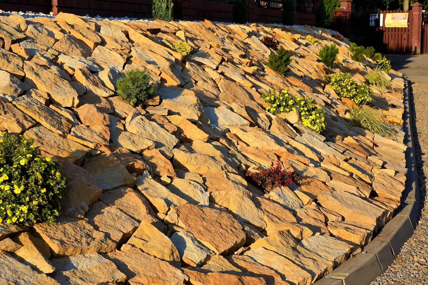 Skarpa umocniona nieregularnymi płytami z kamienia naturalnego w ciepłych, piaskowych odcieniach, obsadzona karłowatymi iglakami i kwitnącymi na żółto bylinami, oświetlona popołudniowym słońcem.