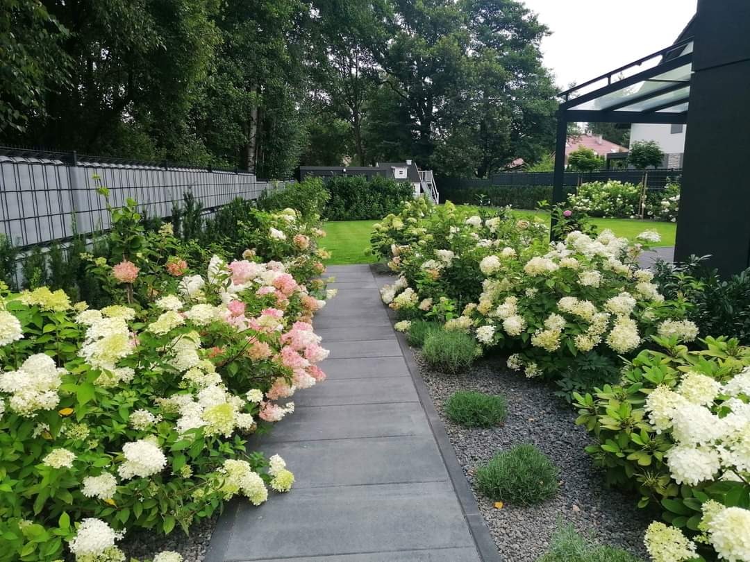 Kwitnące hortensje wzdłuż ścieżki z szarych płyt, uporządkowany ogród z trawnikiem i nowoczesną architekturą w tle.