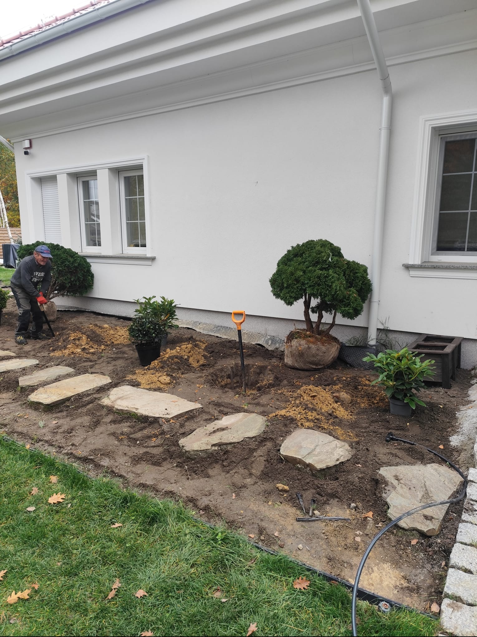 Pracownik w trakcie sadzenia drzewek ozdobnych w ogrodzie przy białym domu. Widoczne kamienne płyty chodnikowe i narzędzia ogrodnicze.
