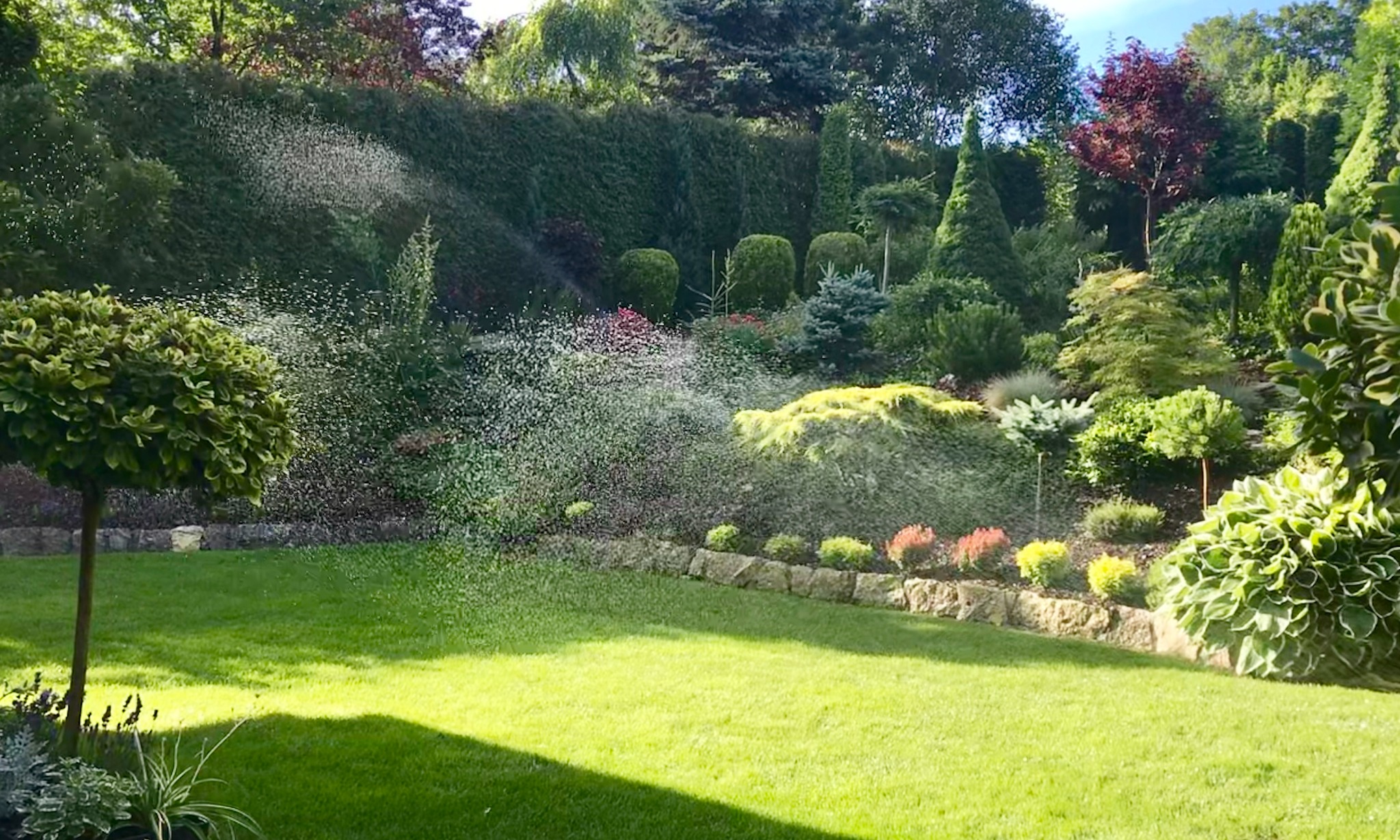 Automatyczne nawadnianie trawnika w zadbanym ogrodzie z różnorodną roślinnością, w tle formowane krzewy i drzewa iglaste.