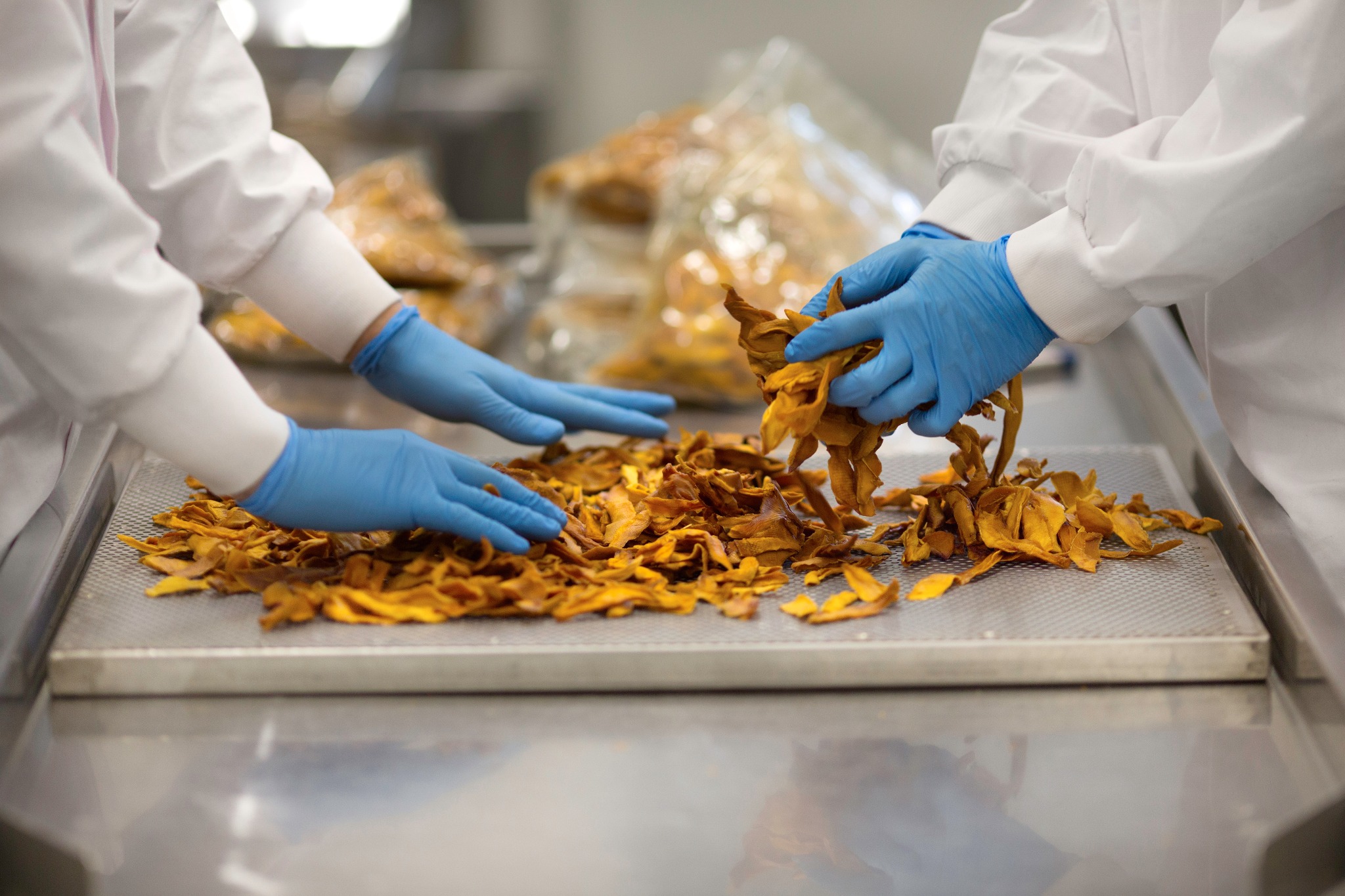 Pracownicy w białych kombinezonach i niebieskich rękawiczkach segregują suszone mango na metalowej perforowanej tacy w sterylnym pomieszczeniu.