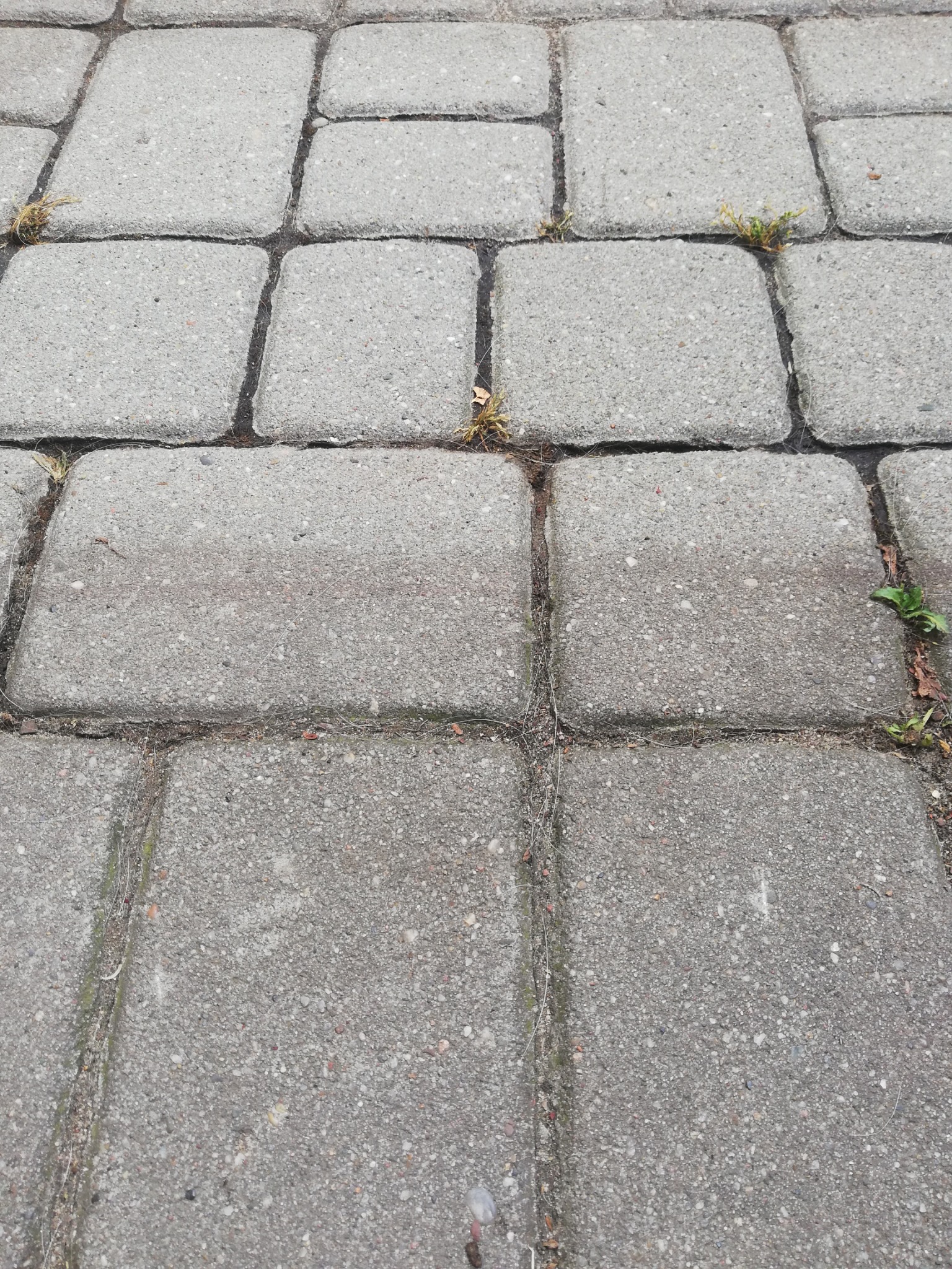 Szara kostka brukowa z chwastami wyrastającymi spomiędzy szczelin, widziana z bliska pod kątem.