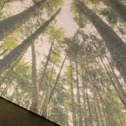 Fototapeta z motywem lasu iglastego na ścianie, widok z dołu na wysokie drzewa, fragment szarej ściany w dolnej części kadru, biały kabel wystający ze ściany.