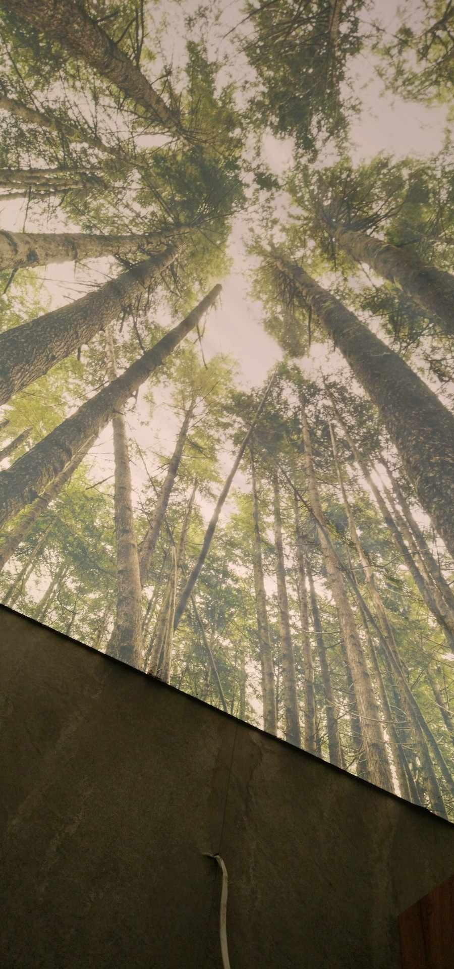 Fototapeta z motywem lasu iglastego na ścianie, widok z dołu na wysokie drzewa, fragment szarej ściany w dolnej części kadru, biały kabel wystający ze ściany.