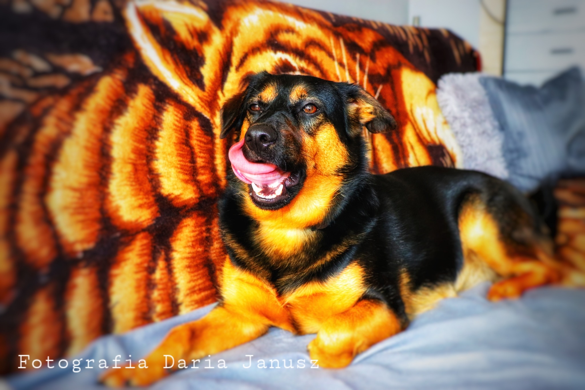 Uśmiechnięty pies rasy mieszanej leży na łóżku z wzorem tygrysa w tle, wystawia język.