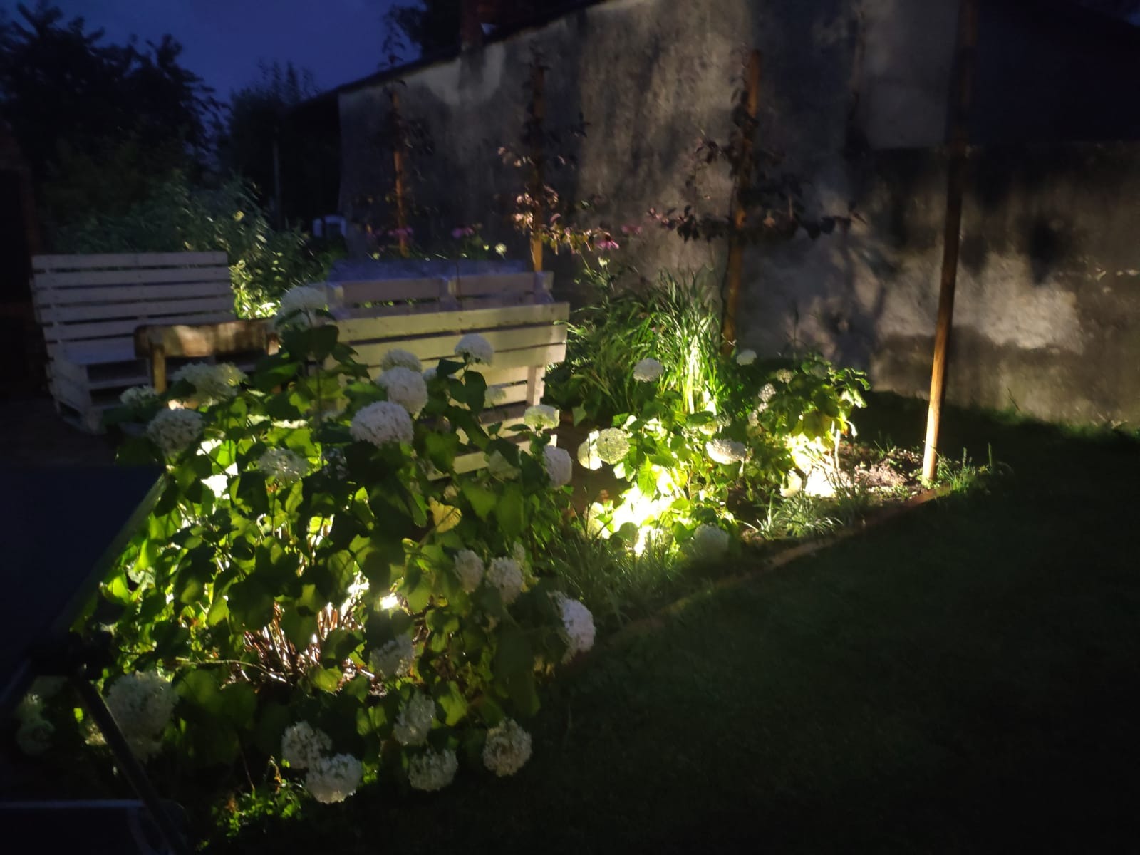 Oświetlony ogród nocą z drewnianymi ławkami w tle, hortensje podświetlone punktowymi lampami, widoczne elementy architektury ogrodowej.