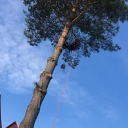 Arborysta zabezpieczony linami, w trakcie pracy na wysokiej sośnie, z widocznymi śladami po obciętych gałęziach i wiszącą piłą łańcuchową, na tle błękitnego nieba z chmurami.