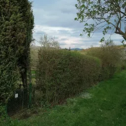 Długi, gęsty żywopłot z zielonych krzewów oddzielający posesję, widoczny zza zielonej metalowej furtki z numerem 10, z drzewami w tle i pochmurnym niebem.