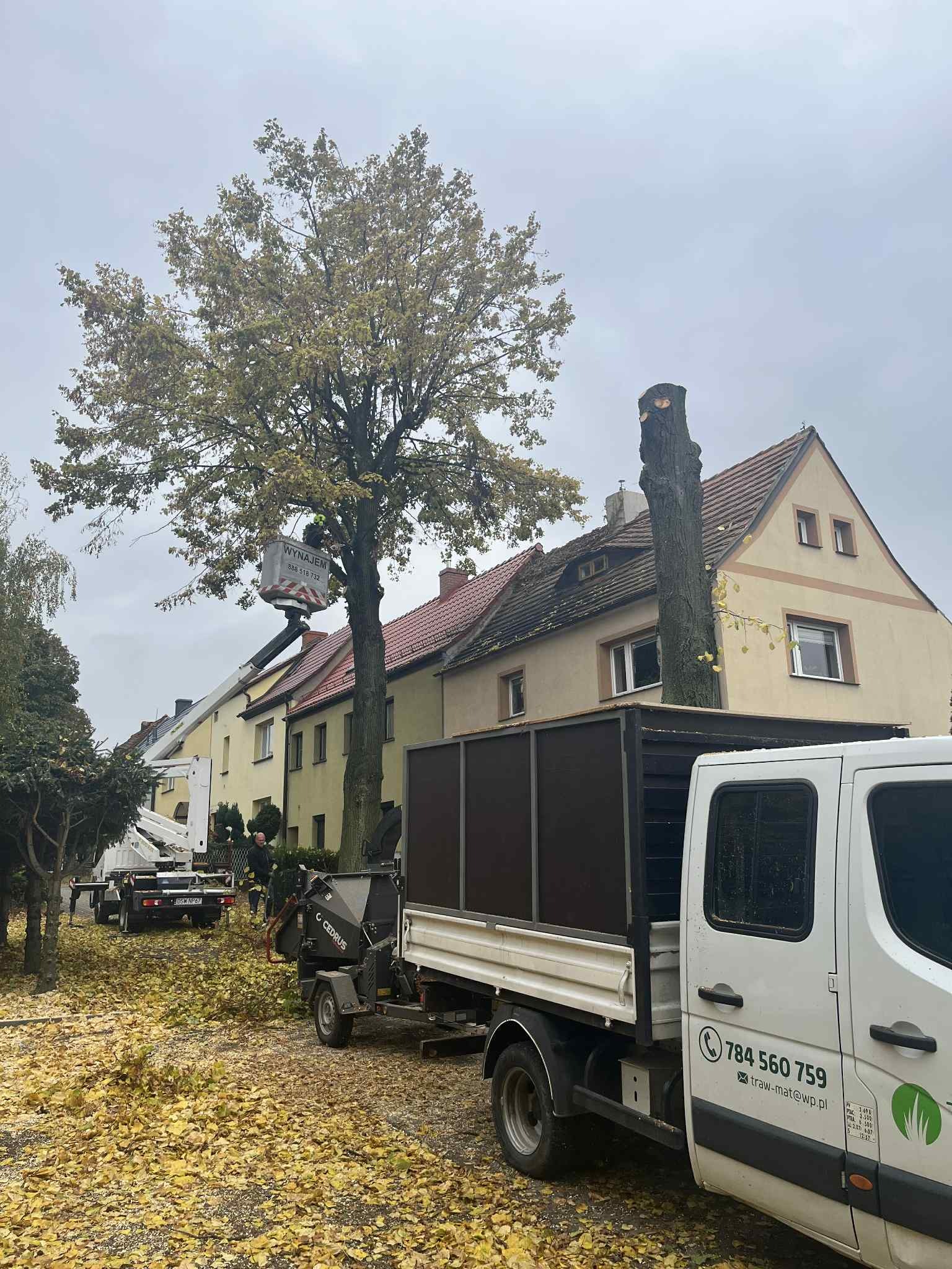 Prace wysokościowe: podnośnik koszowy przy drzewie, obok pień po wycince. Na ziemi leżą liście, w tle zabudowa miejska i samochód z rozdrabniaczem gałęzi.