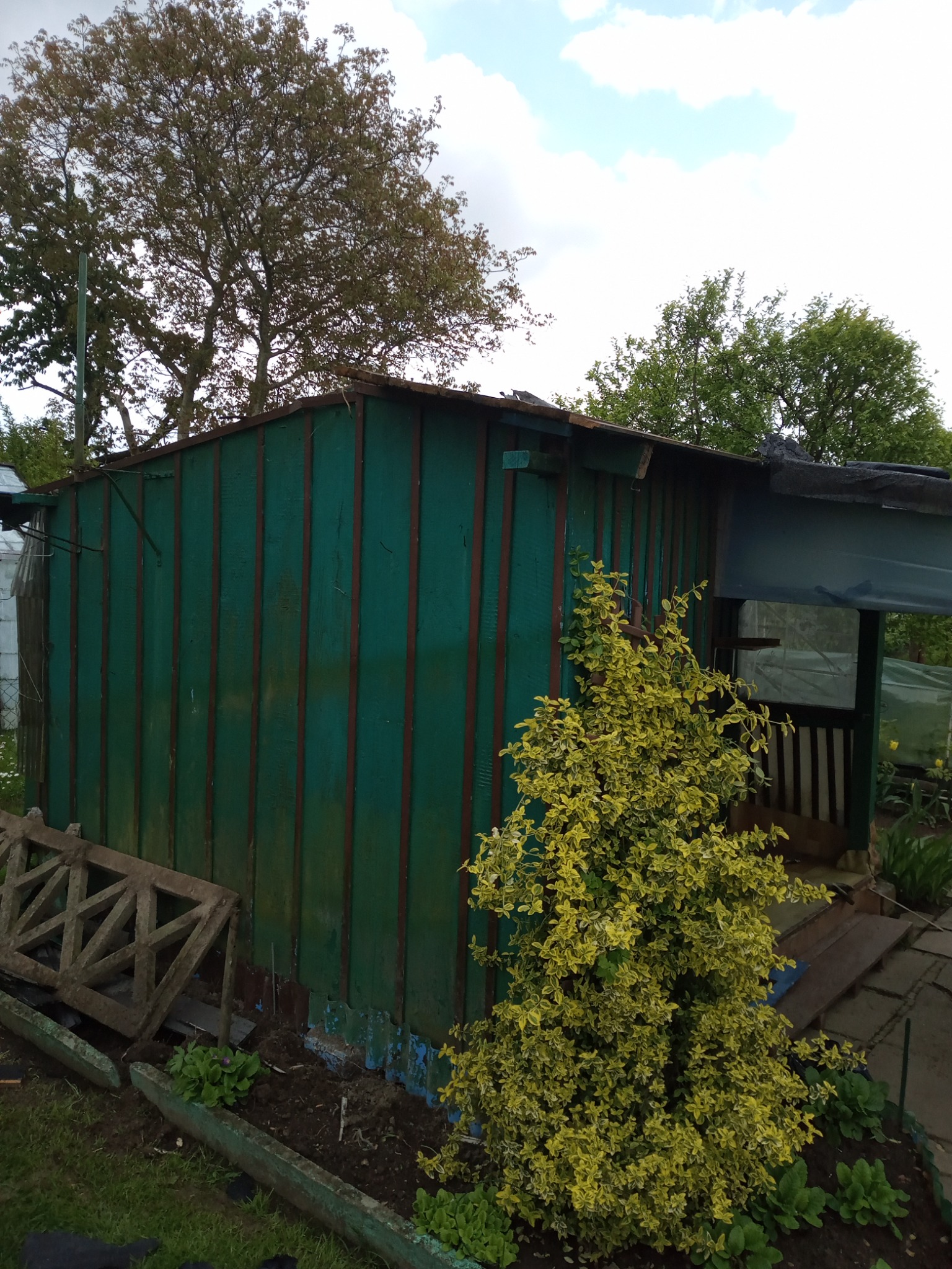 Zielona, drewniana szopa ogrodowa z widocznymi śladami użytkowania, częściowo zasłonięta przez krzew z żółto-zielonymi liśćmi. W tle widoczne drzewa i fragment nieba.