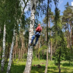 Arborysta w czerwonej koszulce, zabezpieczony linami, wspina się na wysoką brzozę w lesie podczas słonecznego dnia.