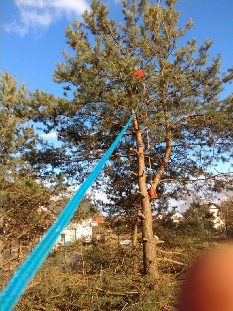 Sosna z niebieską liną zabezpieczającą, czerwonym znacznikiem i piłą łańcuchową, po częściowym usunięciu gałęzi, na tle błękitnego nieba.