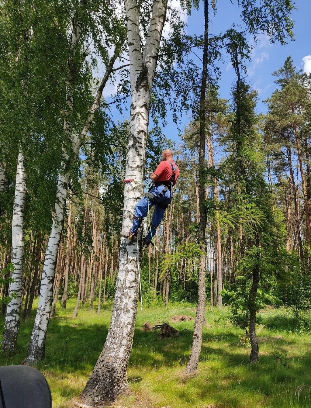 Arborysta w czerwonej koszulce, zabezpieczony linami, wspina się na wysoką brzozę w lesie podczas słonecznego dnia.
