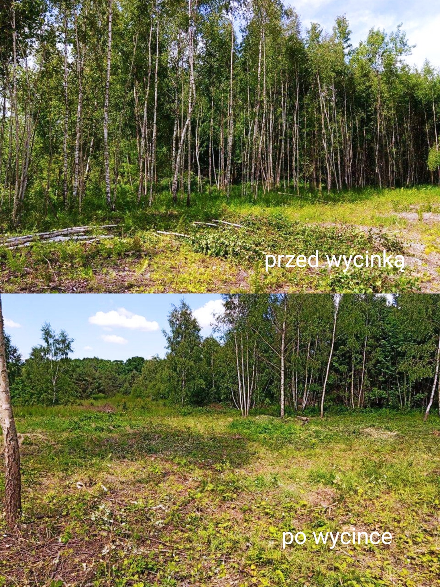 Kompozycja 'przed i po' ukazująca teren leśny: gęsty zagajnik brzozowy przed wycinką, w dolnej części widok po usunięciu drzew, z pozostawionymi gałęziami i pniakami na gruncie.