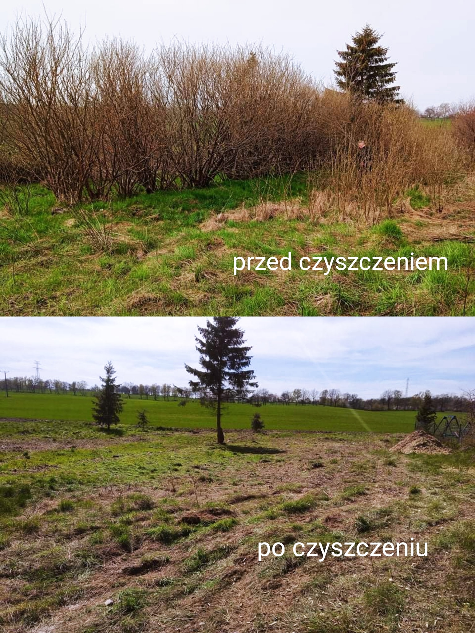 Dwa ujęcia tego samego terenu: górne przedstawia zarośnięty teren przed czyszczeniem, z gęstymi krzewami i trawą, a dolne ukazuje ten sam teren po usunięciu krzewów, z widocznymi pojedynczymi...