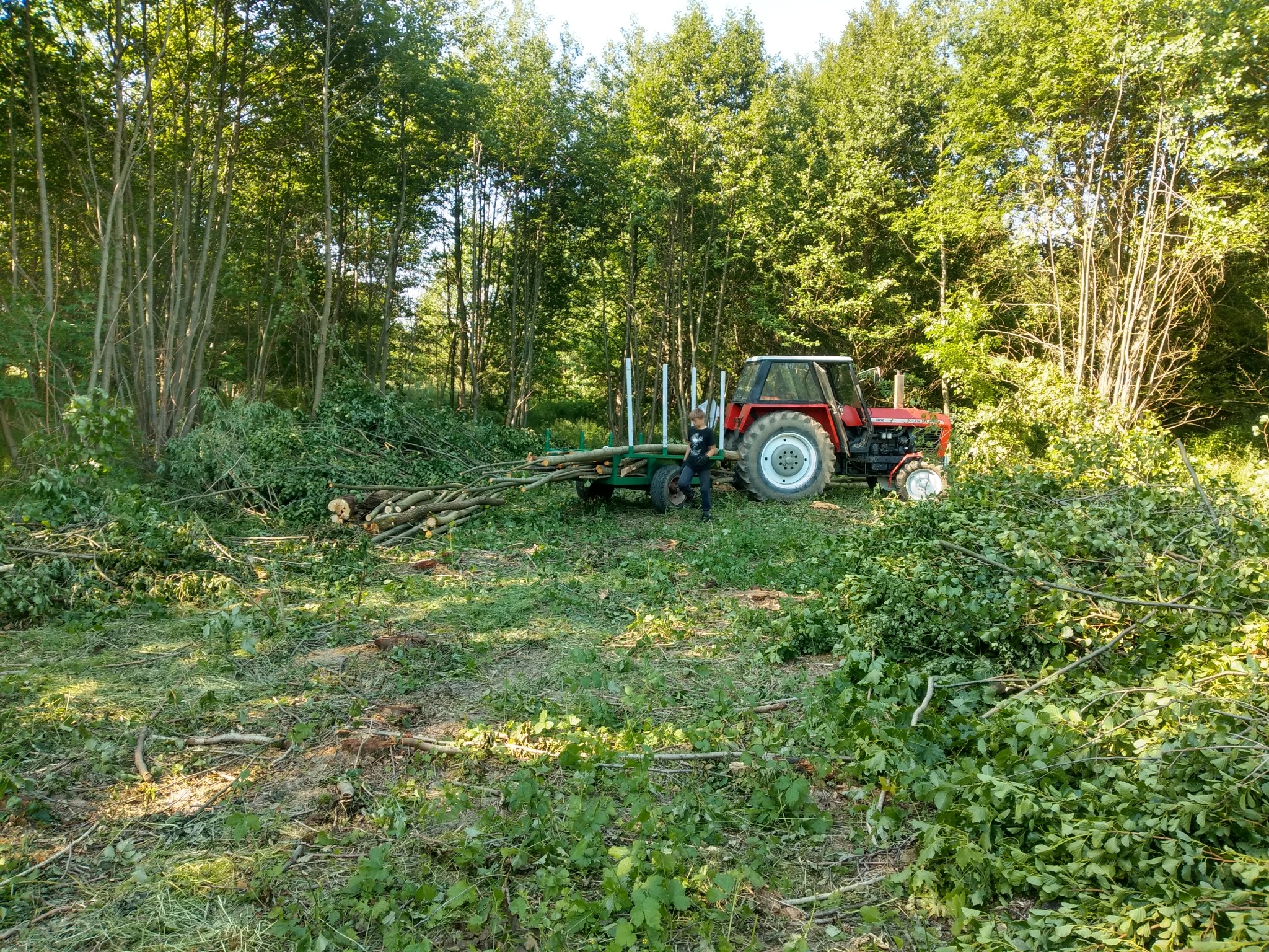 Czerwony traktor z przyczepą wypełnioną pociętymi gałęziami stoi na terenie z pozostałościami po wycince drzew, w tle widoczny las.