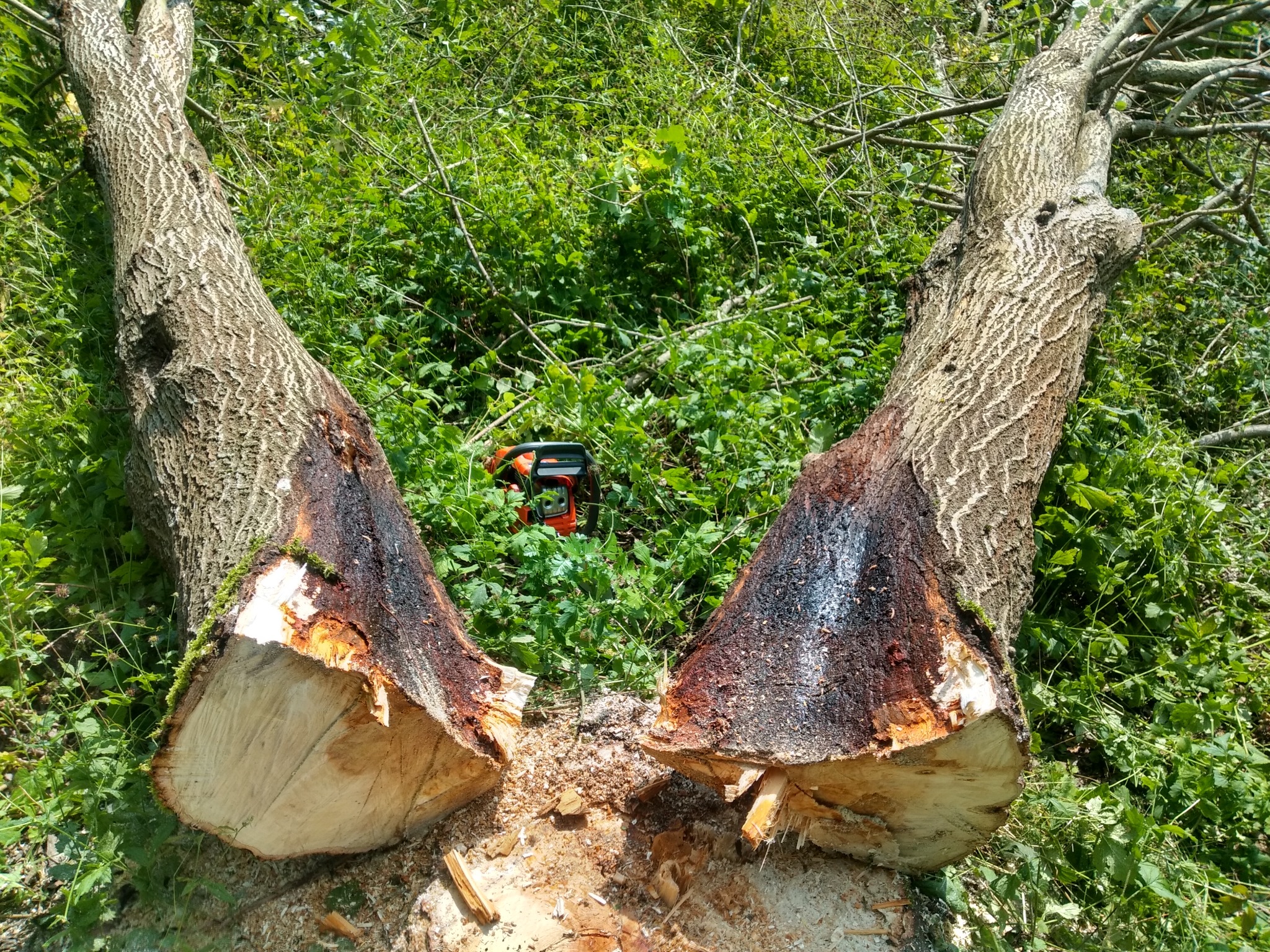 Dwa pnie ściętego drzewa z widocznymi śladami cięcia i korą, leżące na trawie, z pomarańczowo-czarną piłą łańcuchową w tle.