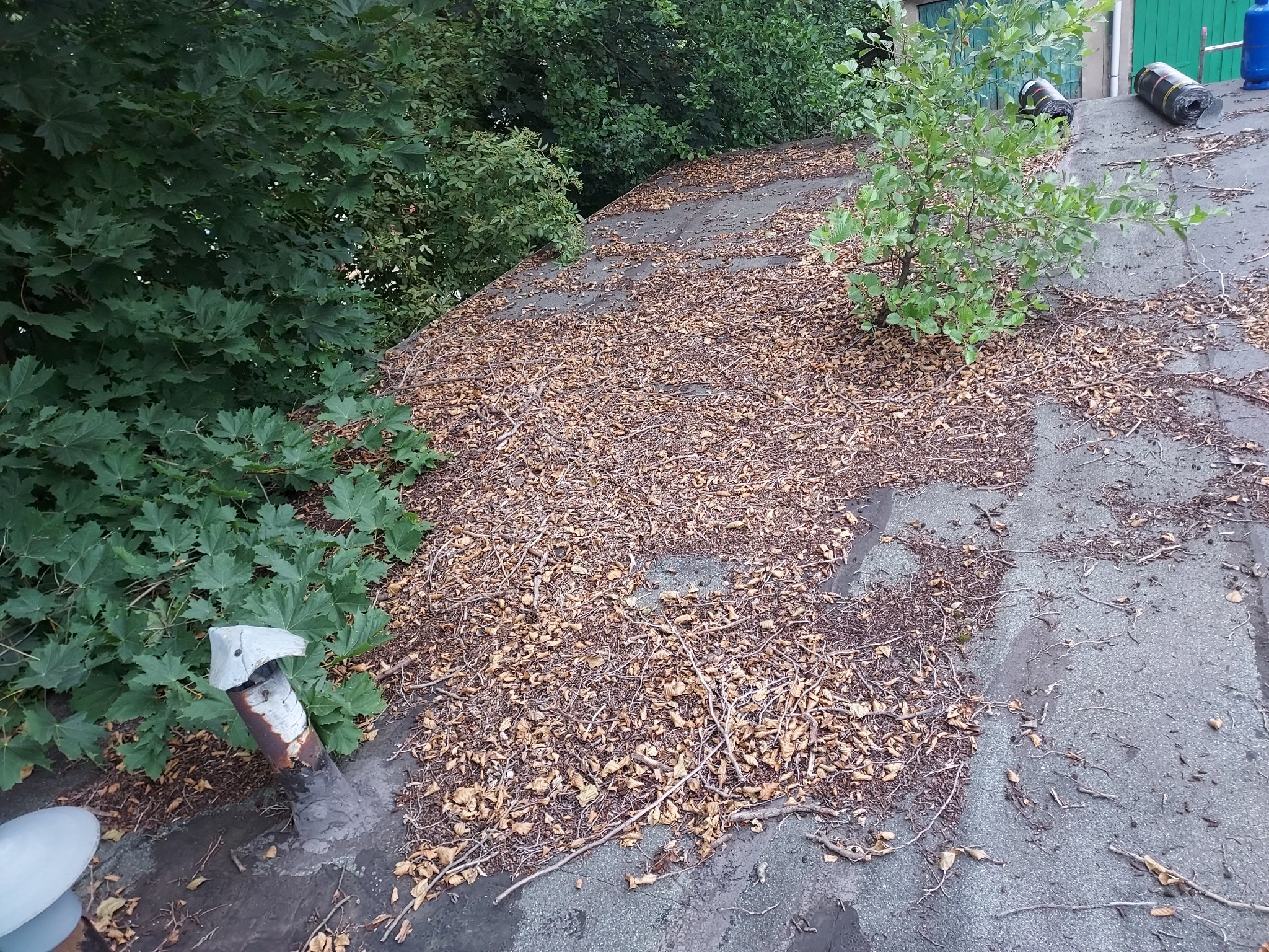 Płaski dach pokryty warstwą opadłych liści i gałązek, z widocznym kominem wentylacyjnym i rolkami papy w tle.