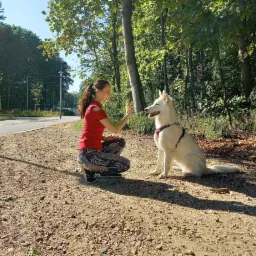 Kobieta w czerwonej koszulce kuca na żwirowej ścieżce, wyciągając rękę do białego psa rasy owczarek szwajcarski siedzącego na tle drzew.