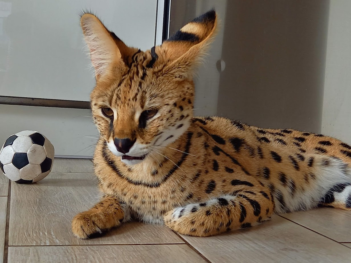 Serval leżący na podłodze obok piłki do piłki nożnej, z charakterystycznymi dużymi uszami i cętkowanym futrem.
