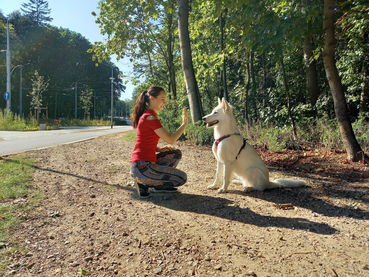 Kobieta w czerwonej koszulce kuca na żwirowej ścieżce, wyciągając rękę do białego psa rasy owczarek szwajcarski siedzącego na tle drzew.