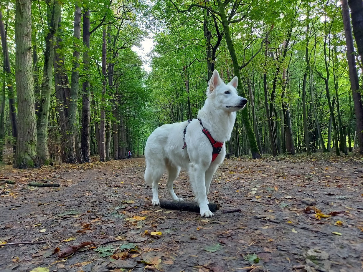 Biały owczarek szwajcarski w czerwonej uprzęży, stojący na leśnej ścieżce, z pniem pod łapami, w tle drzewa i oddalająca się postać.
