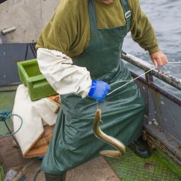 Sesja ciążowa Koszalin 2