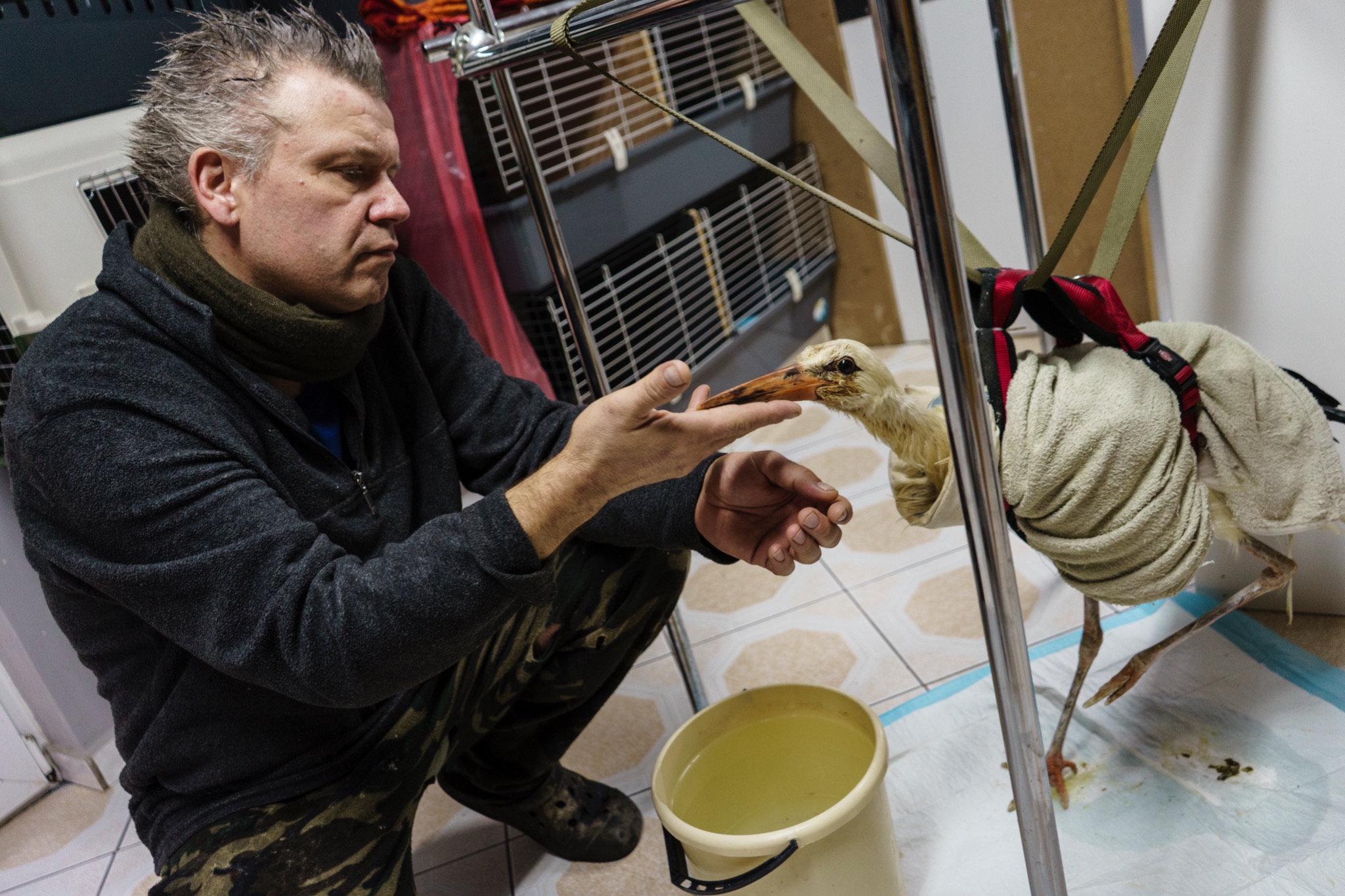 Fundacja Dziki Azyl - Centrum Pomocy dla Jeży i Dzikich Zwierząt