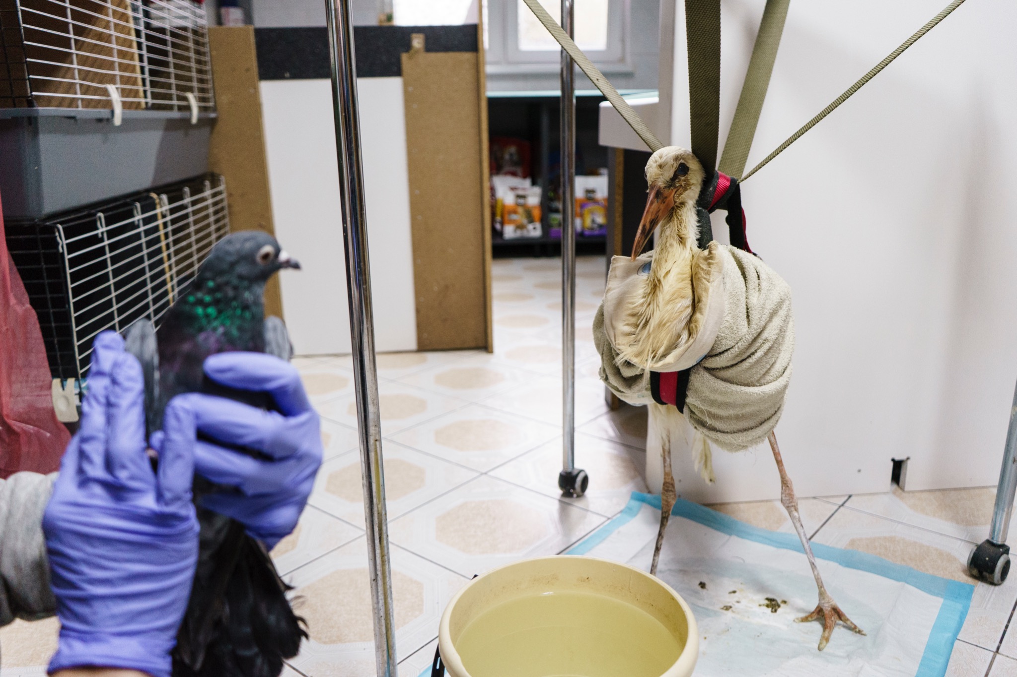 Ranny bocian w uprzęży rehabilitacyjnej i gołąb trzymany w dłoniach w niebieskich rękawiczkach w pomieszczeniu Fundacji Dziki Azyl.