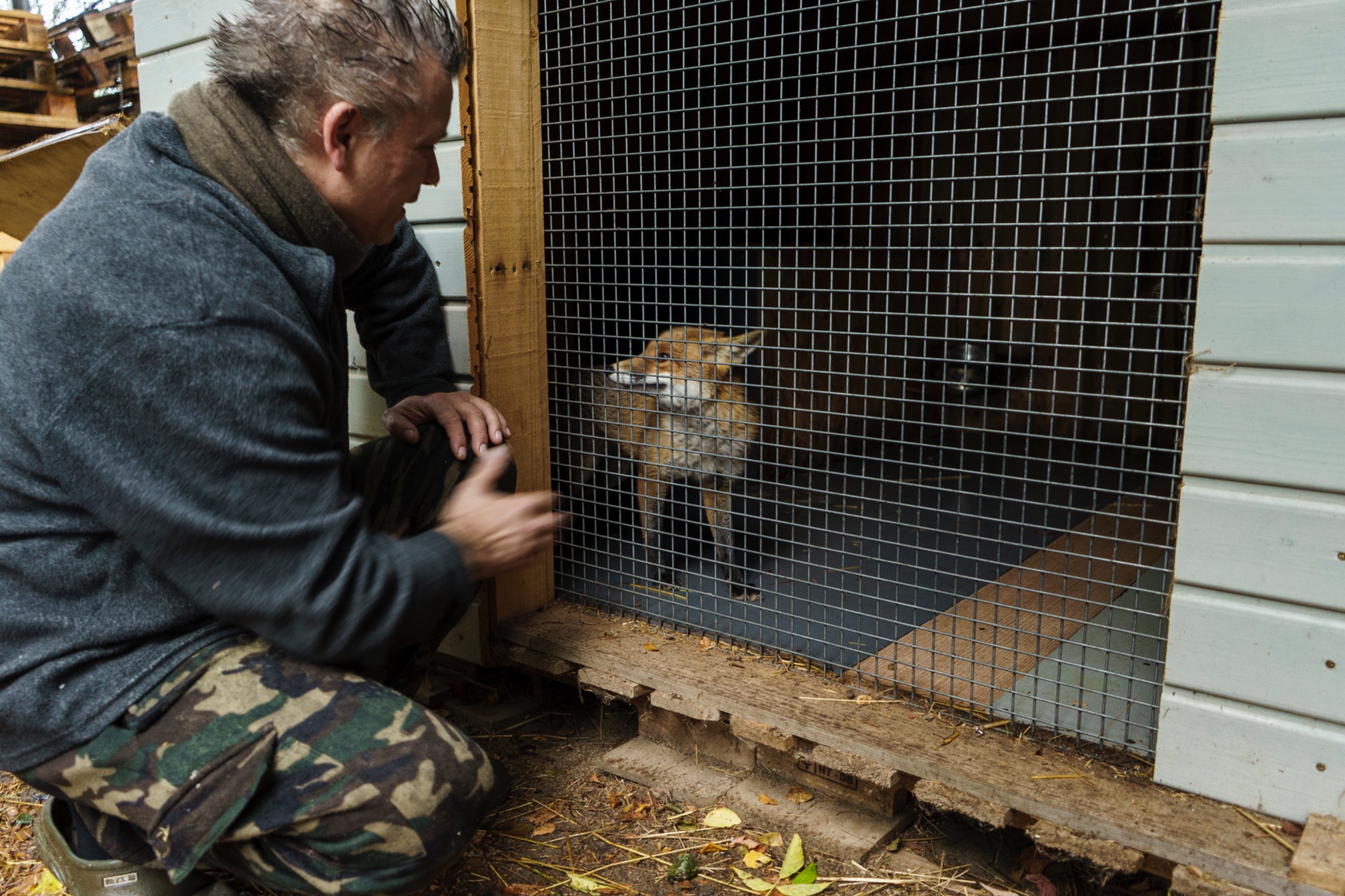 Mężczyzna w Koszalinie kuca przed klatką z siatki, w której znajduje się rudy lis. Fundacja Dziki Azyl.