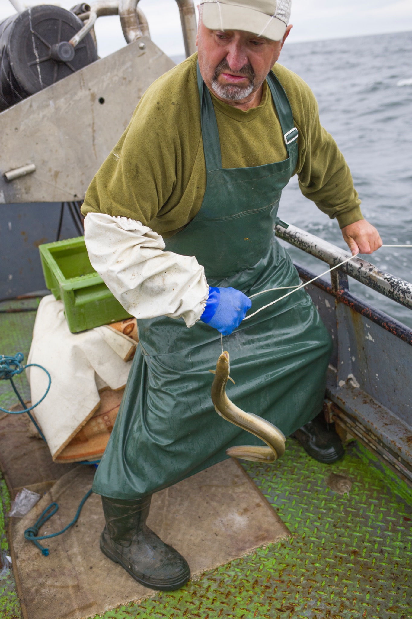 Rybolów: Mężczyzna w zielonym fartuchu i gumowych butach wyciąga węgorza z morza na pokładzie łodzi.