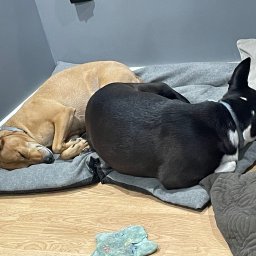 Wojciech Majewski Usługi Remontowo-Budowlane - Dwa psy śpiące na szarych legowiskach na podłodze z paneli, jeden pies jest brązowy, drugi czarno-biały, w tle szara ściana.